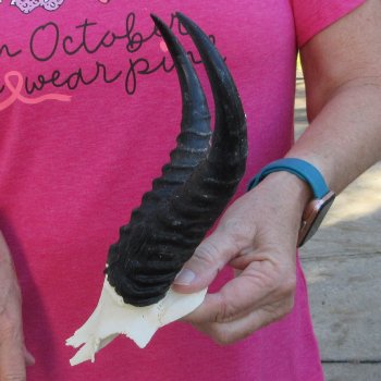 Male Springbok Skull Plate with 8-1/2" Horns