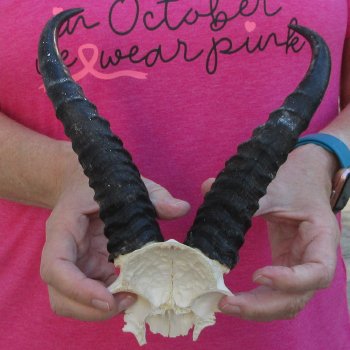 Male Springbok Skull Plate with 8-1/2" Horns