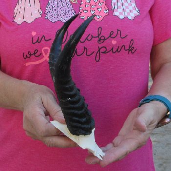 Male Springbok Skull Plate with 8-1/2" Horns