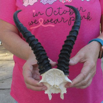 Male Springbok Skull Plate with 8-1/2" Horns