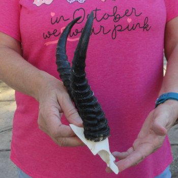 Male Springbok Skull Plate with 8-1/2" Horns