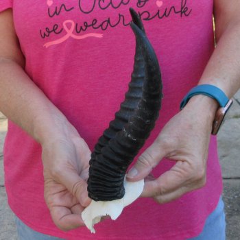 Male Springbok Skull Plate with 9" Horns