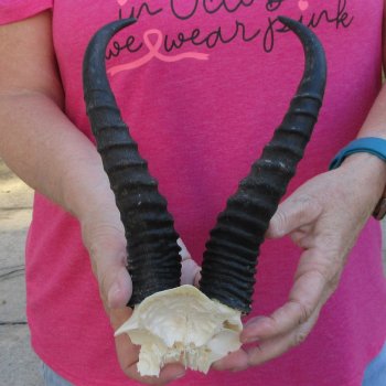 Male Springbok Skull Plate with 9" Horns
