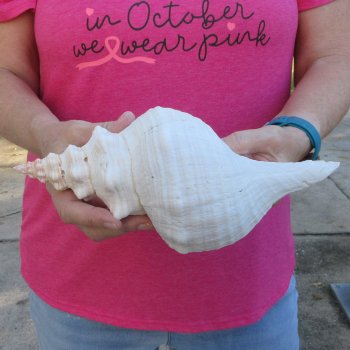 10 inch Horse Conch 