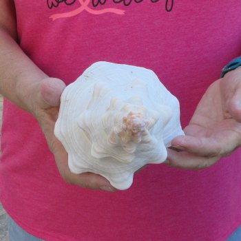 10 inch Horse Conch 