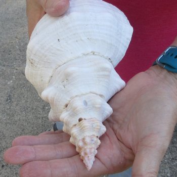 10 inch Horse Conch 