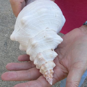 10 inch Horse Conch 