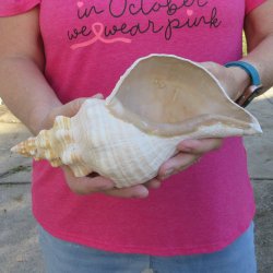 10 inch Horse Conch