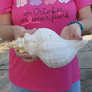 10 inch Horse Conch 