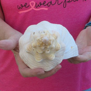 10 inch Horse Conch 