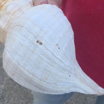 10 inch Horse Conch 