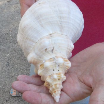 10 inch Horse Conch 