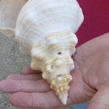 10 inch Horse Conch 