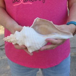 10 inch Horse Conch