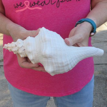 10 inch Horse Conch 