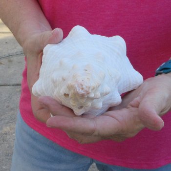 10 inch Horse Conch 