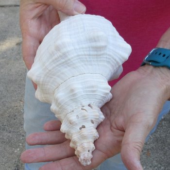 10 inch Horse Conch 