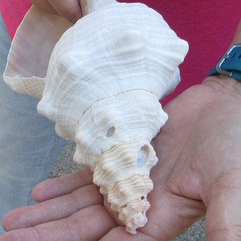 10 inch Horse Conch 