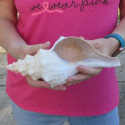 10 inch Horse Conch