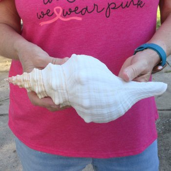 10 inch Horse Conch 