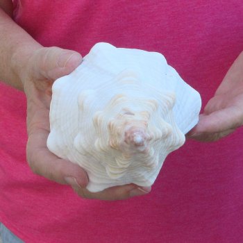 10 inch Horse Conch 