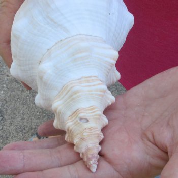 10 inch Horse Conch 