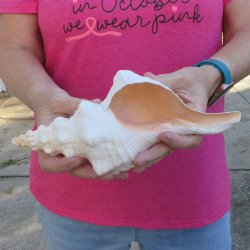 10 inch Horse Conch