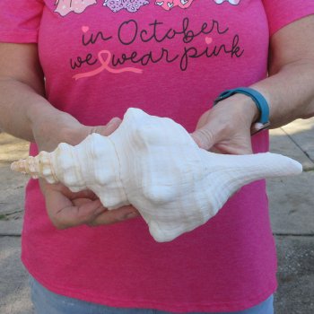 10 inch Horse Conch 