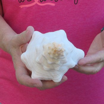 10 inch Horse Conch 