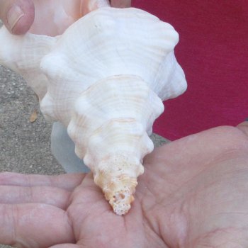 10 inch Horse Conch 