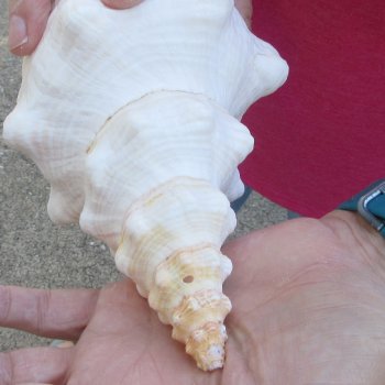 10 inch Horse Conch 