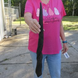 20 inch African Female (Cow) Eland Horn 