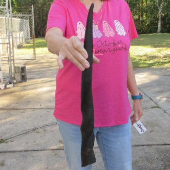 20 inch African Female (Cow) Eland Horn 