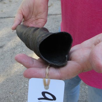 20 inch African Female (Cow) Eland Horn 