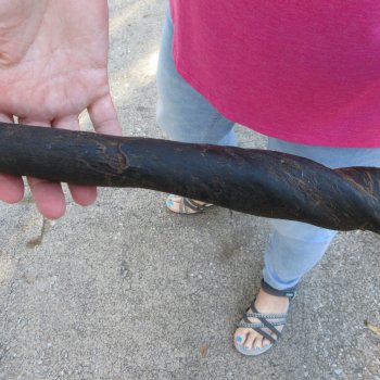 20 inch African Female (Cow) Eland Horn 