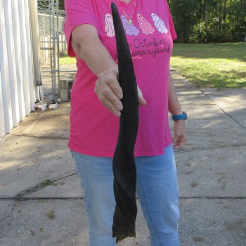 23 inch African Female (Cow) Eland Horn 