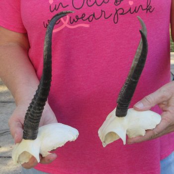 Two piece Female Springbok Skull Plate with 6" & 10" Horns 