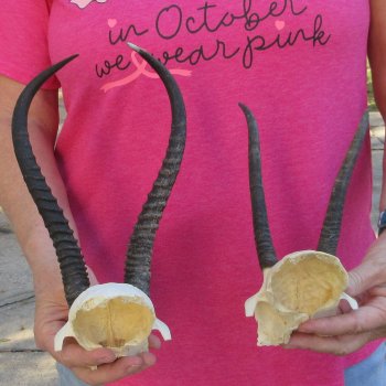 Two piece Female Springbok Skull Plate with 6" & 10" Horns 