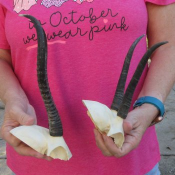 Two piece Female Springbok Skull Plate with 6" & 10" Horns 