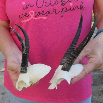 Two piece Female Springbok Skull Plate with 5-1/2" & 6-1/2" Horns 