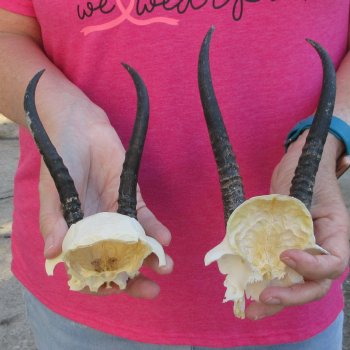 Two piece Female Springbok Skull Plate with 5-1/2" & 6-1/2" Horns 
