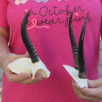 Two piece Female Springbok Skull Plate with 5-1/2" & 6-1/2" Horns 