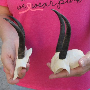 Two piece Female Springbok Skull Plate with 5-1/2" Horns 