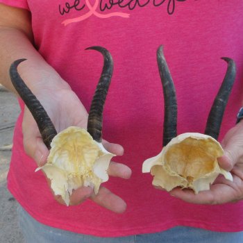 Two piece Female Springbok Skull Plate with 5-1/2" Horns 