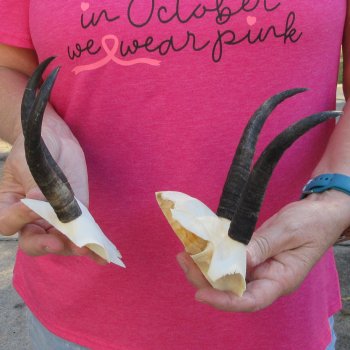 Two piece Female Springbok Skull Plate with 5-1/2" Horns 