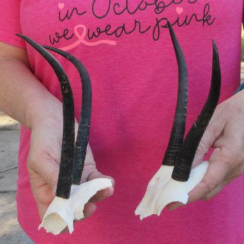 Two piece Female Springbok Skull Plate with 6-1/2" & 8" Horns 