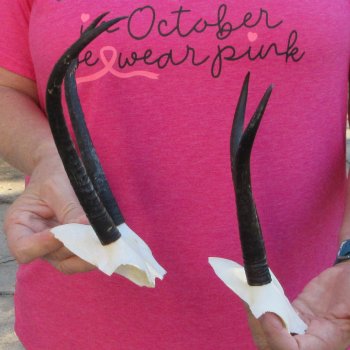 Two piece Female Springbok Skull Plate with 6-1/2" & 8" Horns 