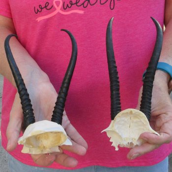 Two piece Female Springbok Skull Plate with 7" Horns 