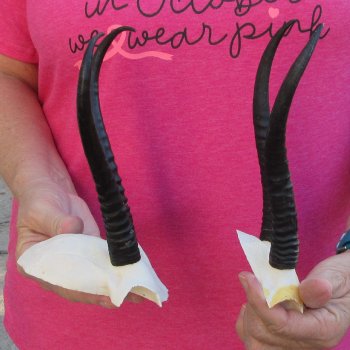 Two piece Female Springbok Skull Plate with 7" Horns 
