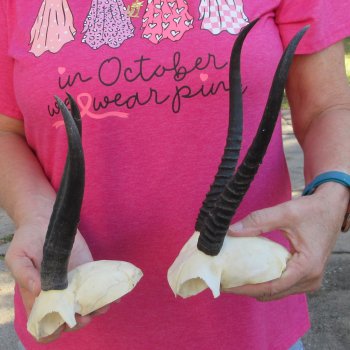 Two piece Female Springbok Skull Plate with 8" & 9" Horns 